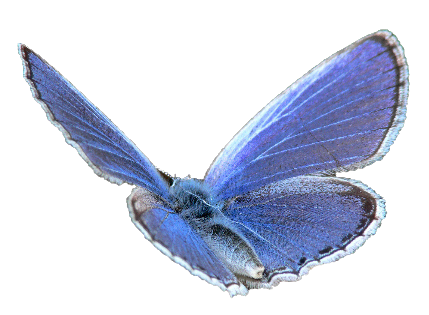 mariposa